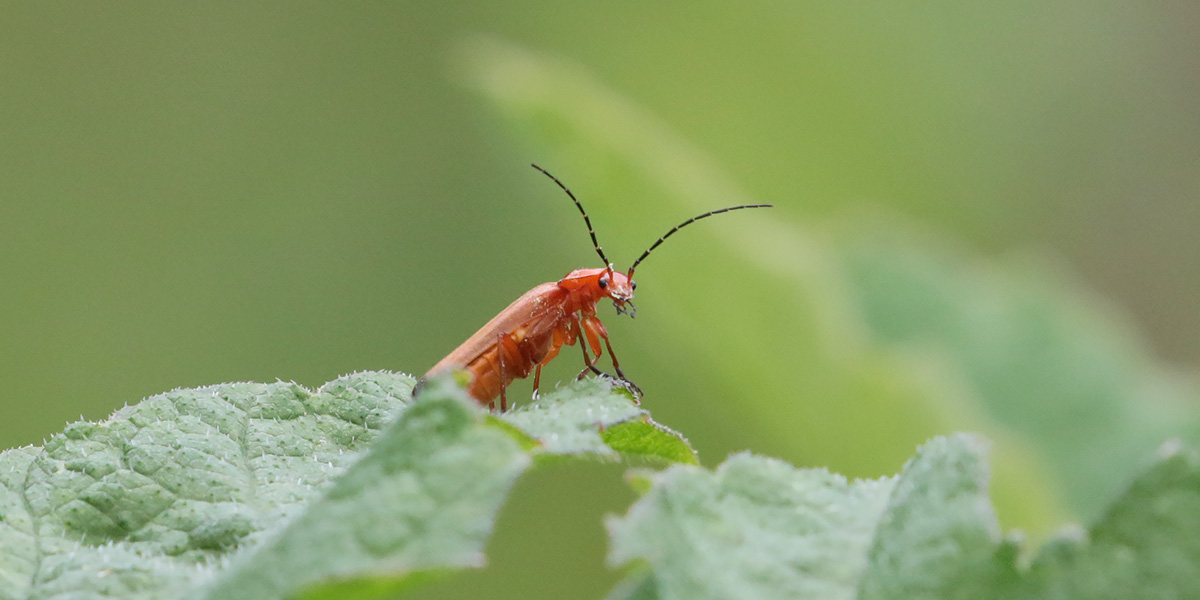 Nieuwsgierig Rood Soldaatje